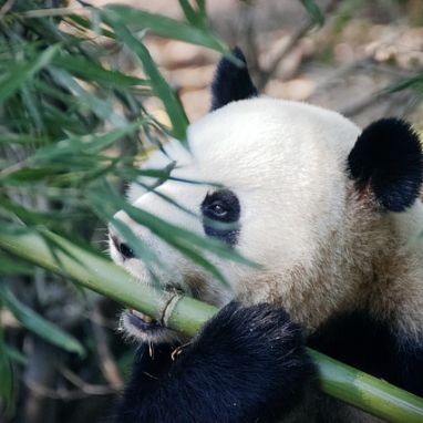 panda-4461766_640